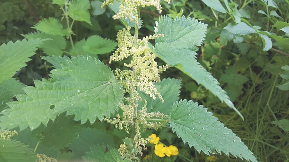 Nettles tiny white flowers bloom in June 1